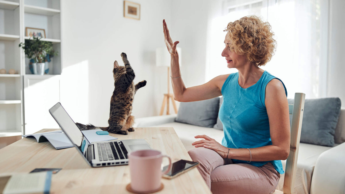 Cat Accessories for Owners