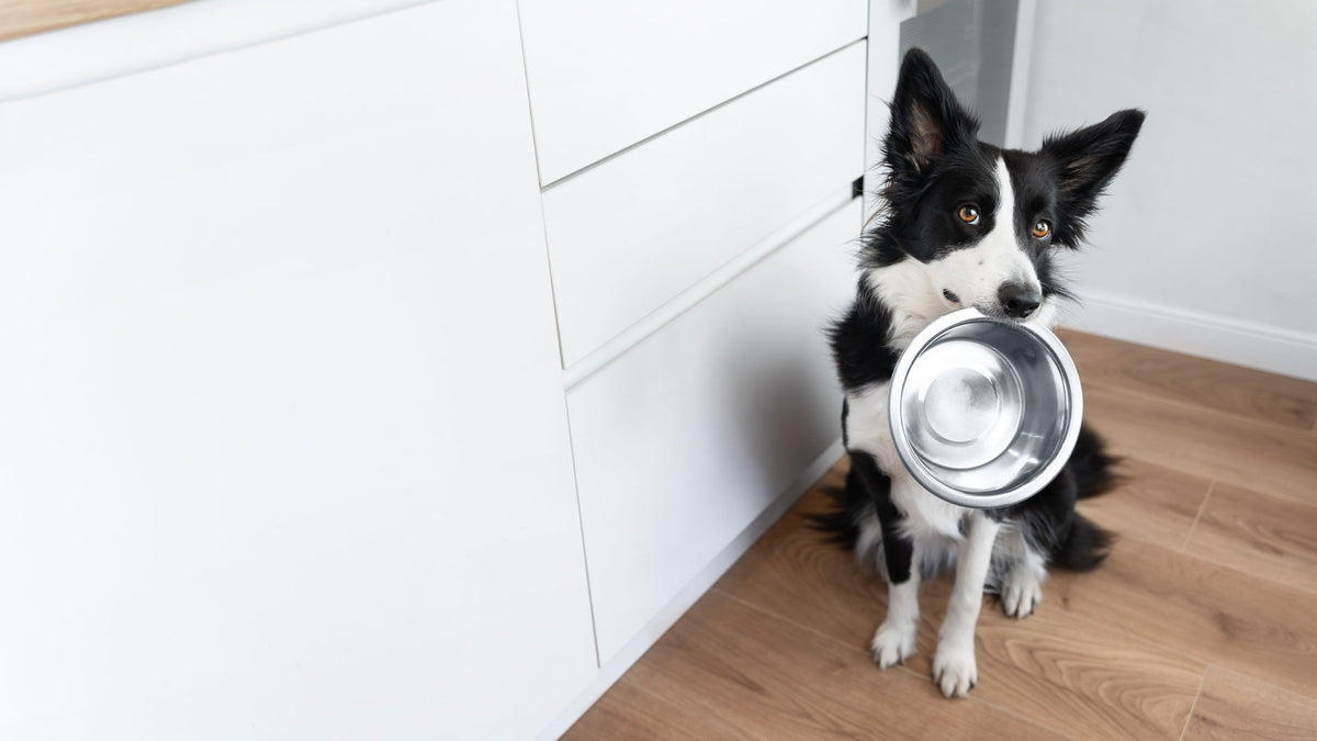 Wet Food for Dogs