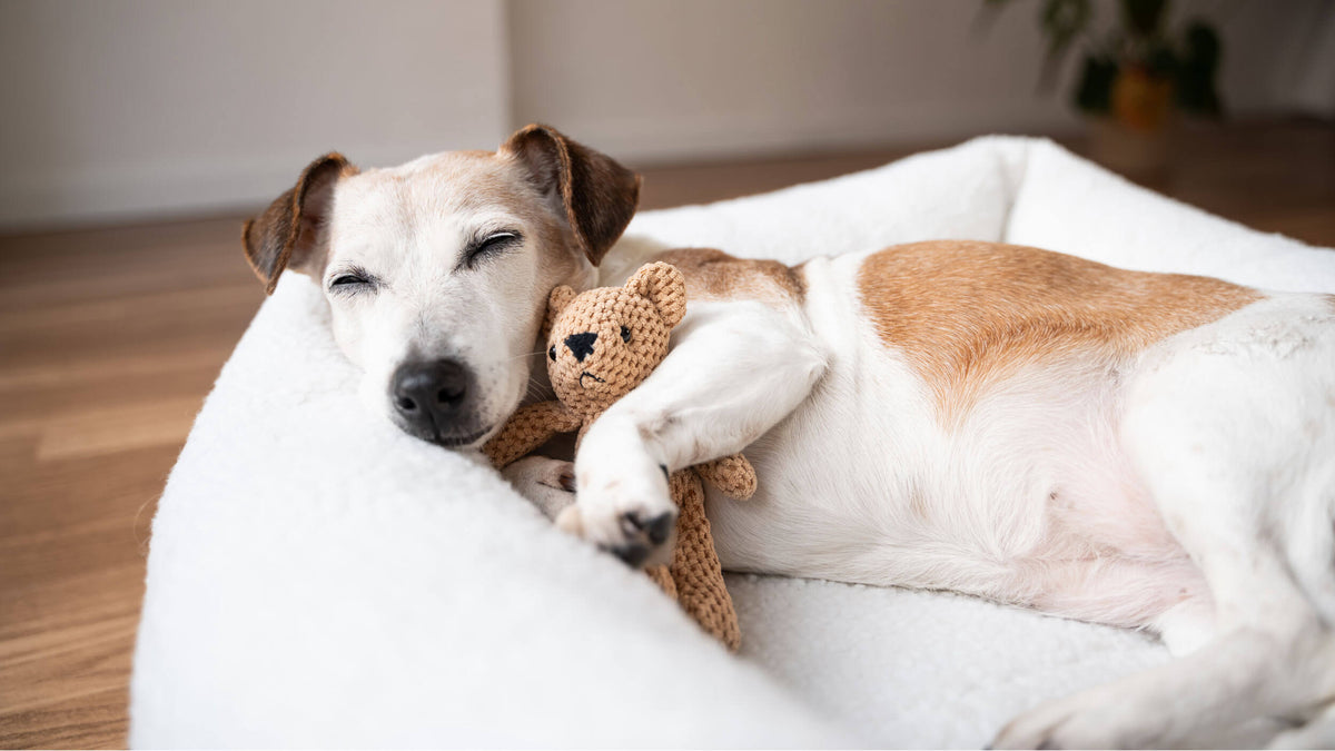 Dog Beds & Resting Accessories