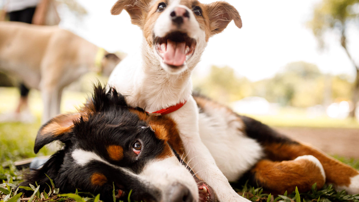 Dry Food for Puppies