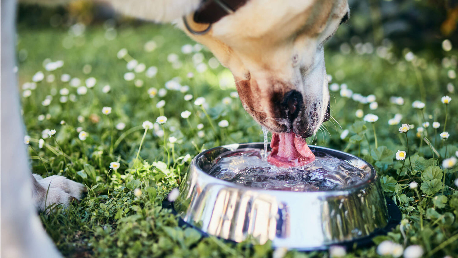 Liver Support Supplements for Dogs