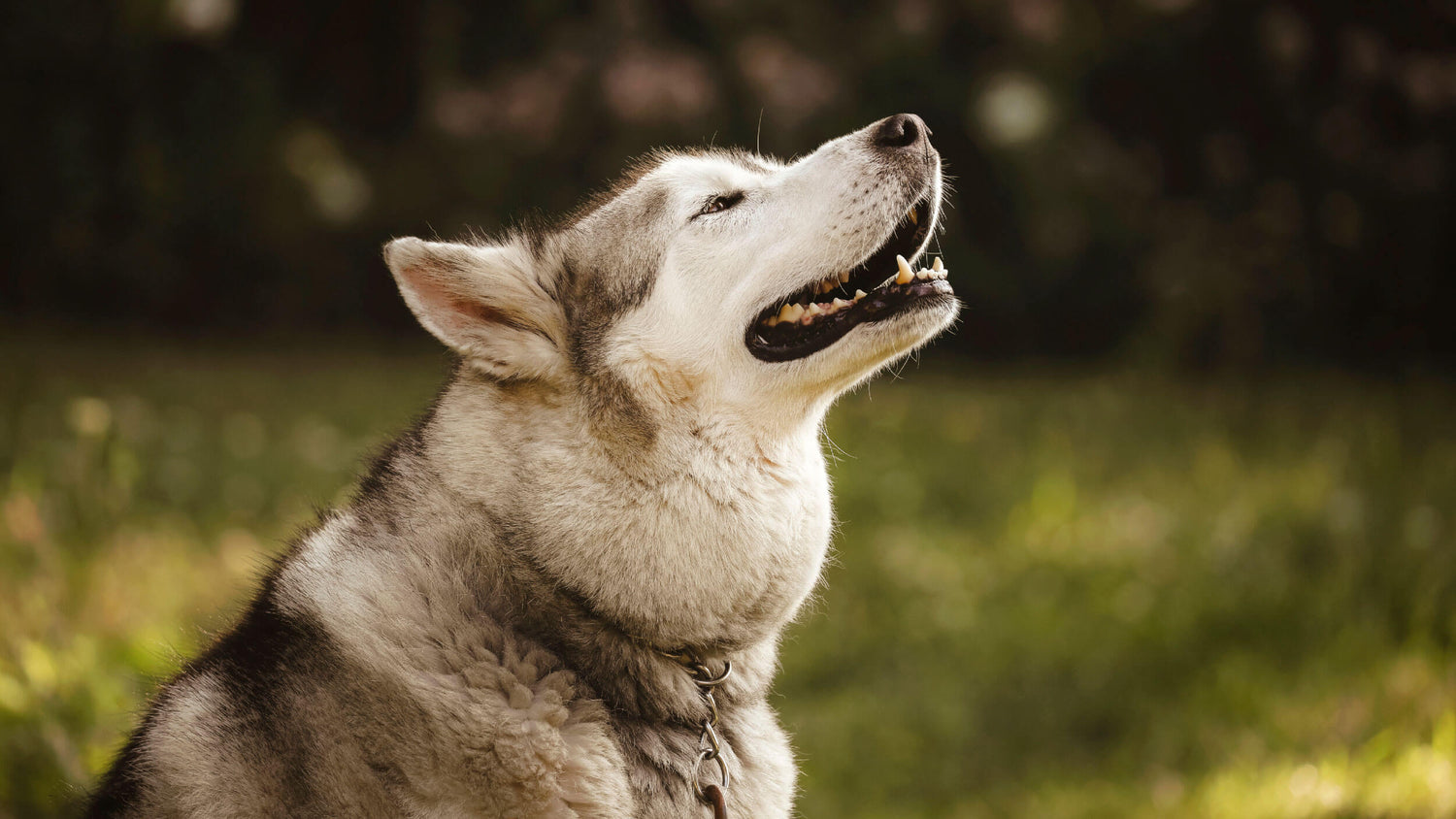 Grain Free Dog Food