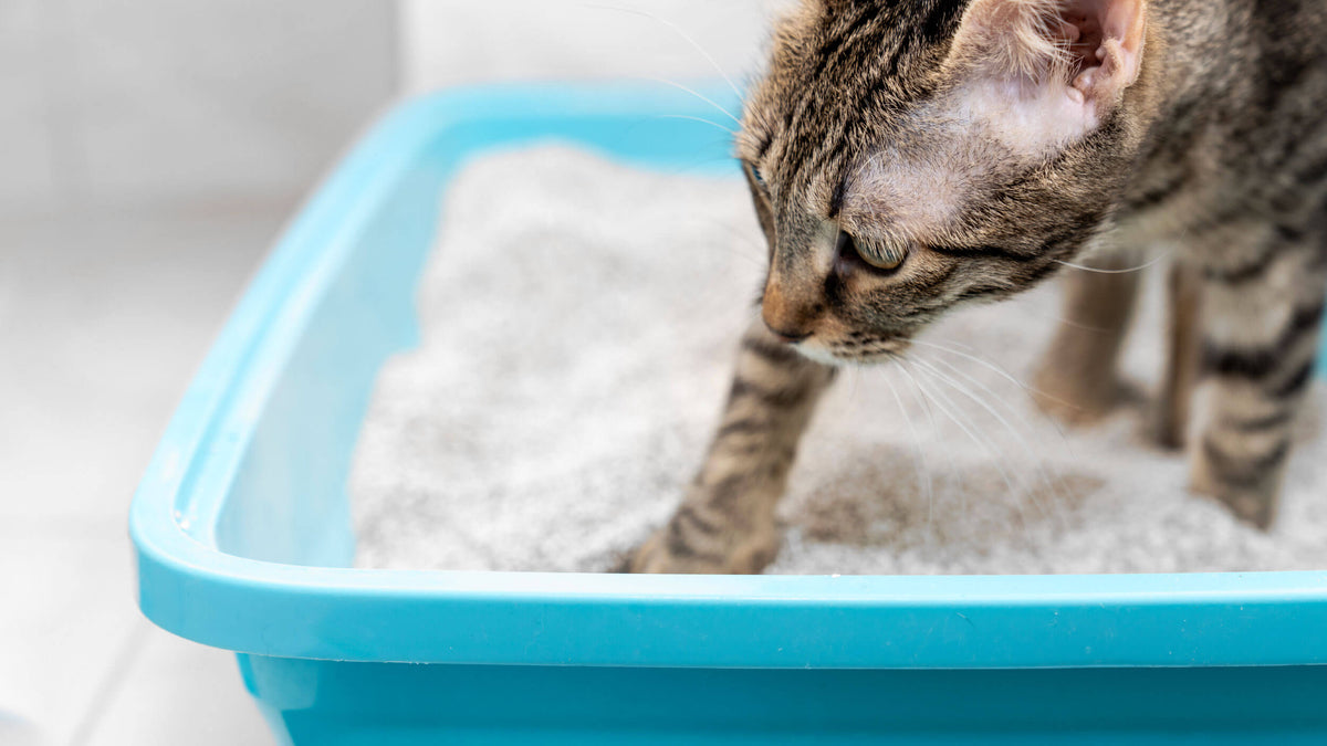 Bentonite Cat Litter