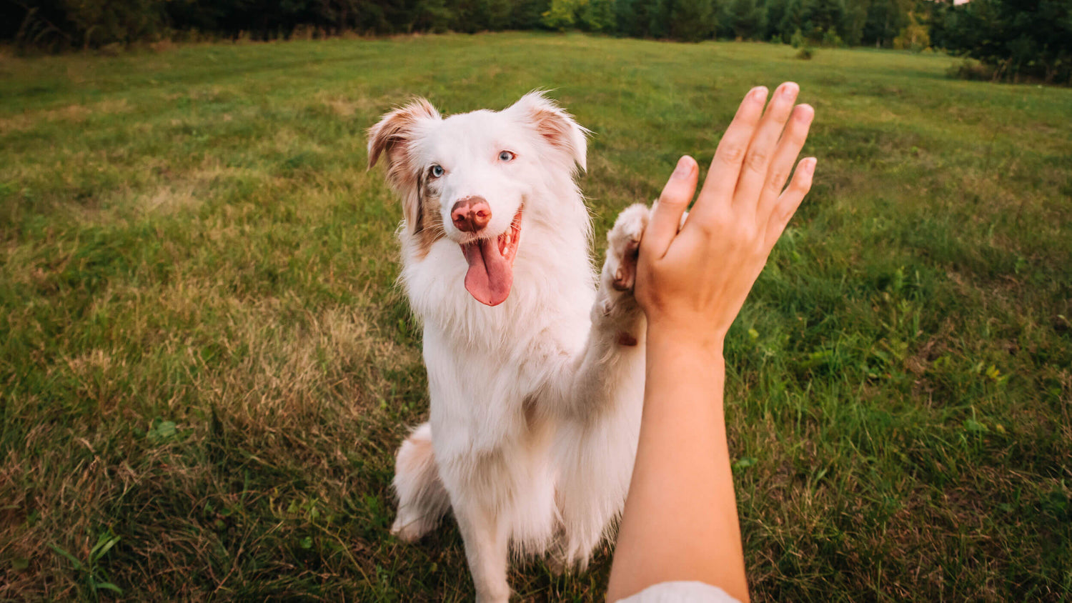 Functional Dog Treats