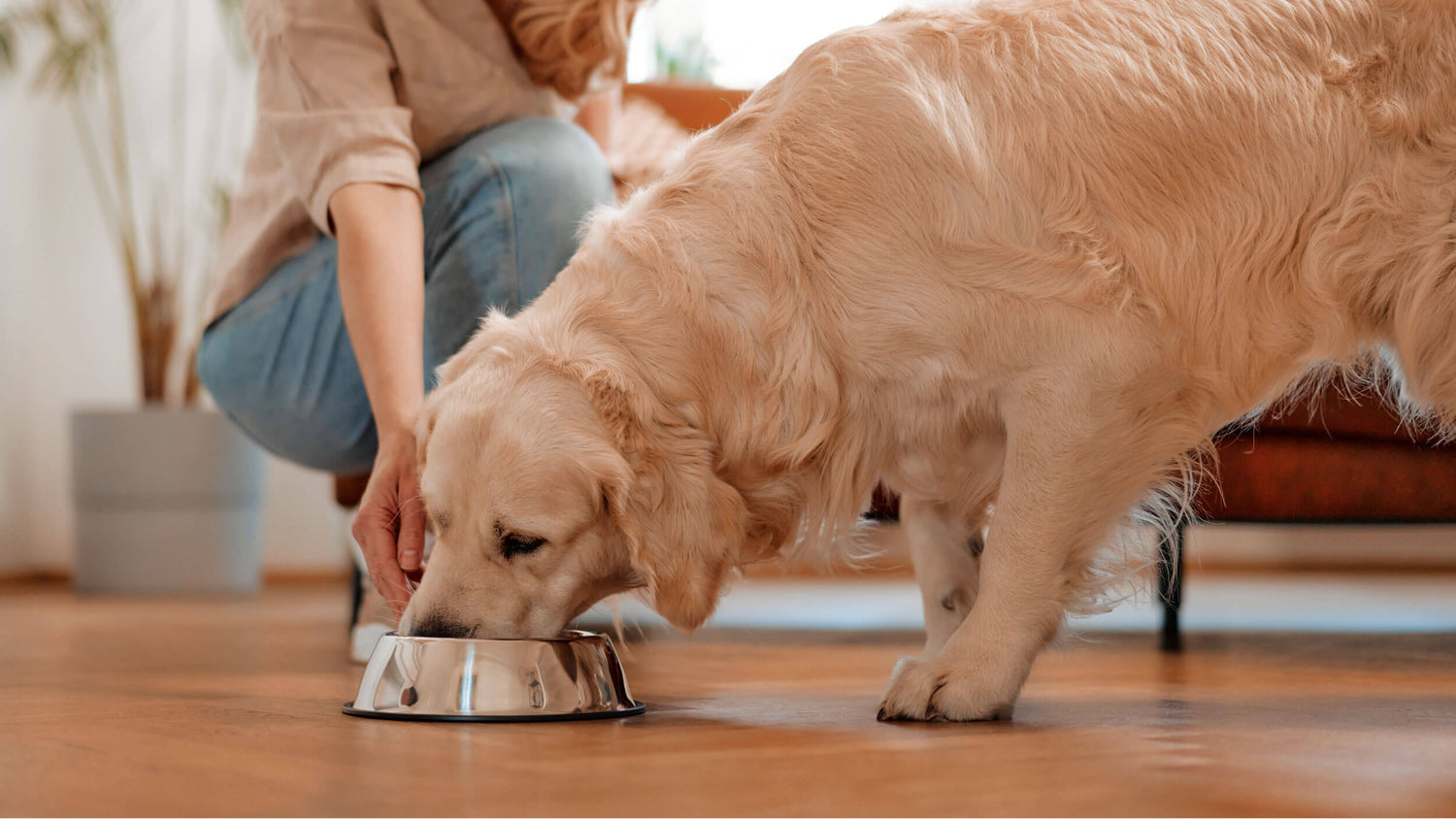 Dog Food & Water Bowls