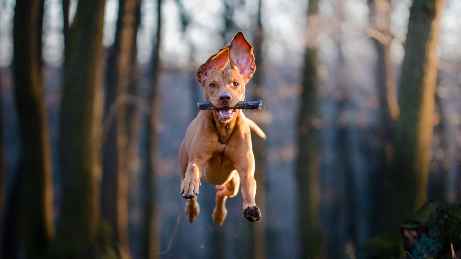 Joint Support Supplements for Dogs