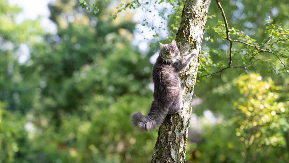 Joint Support Supplements for Cats