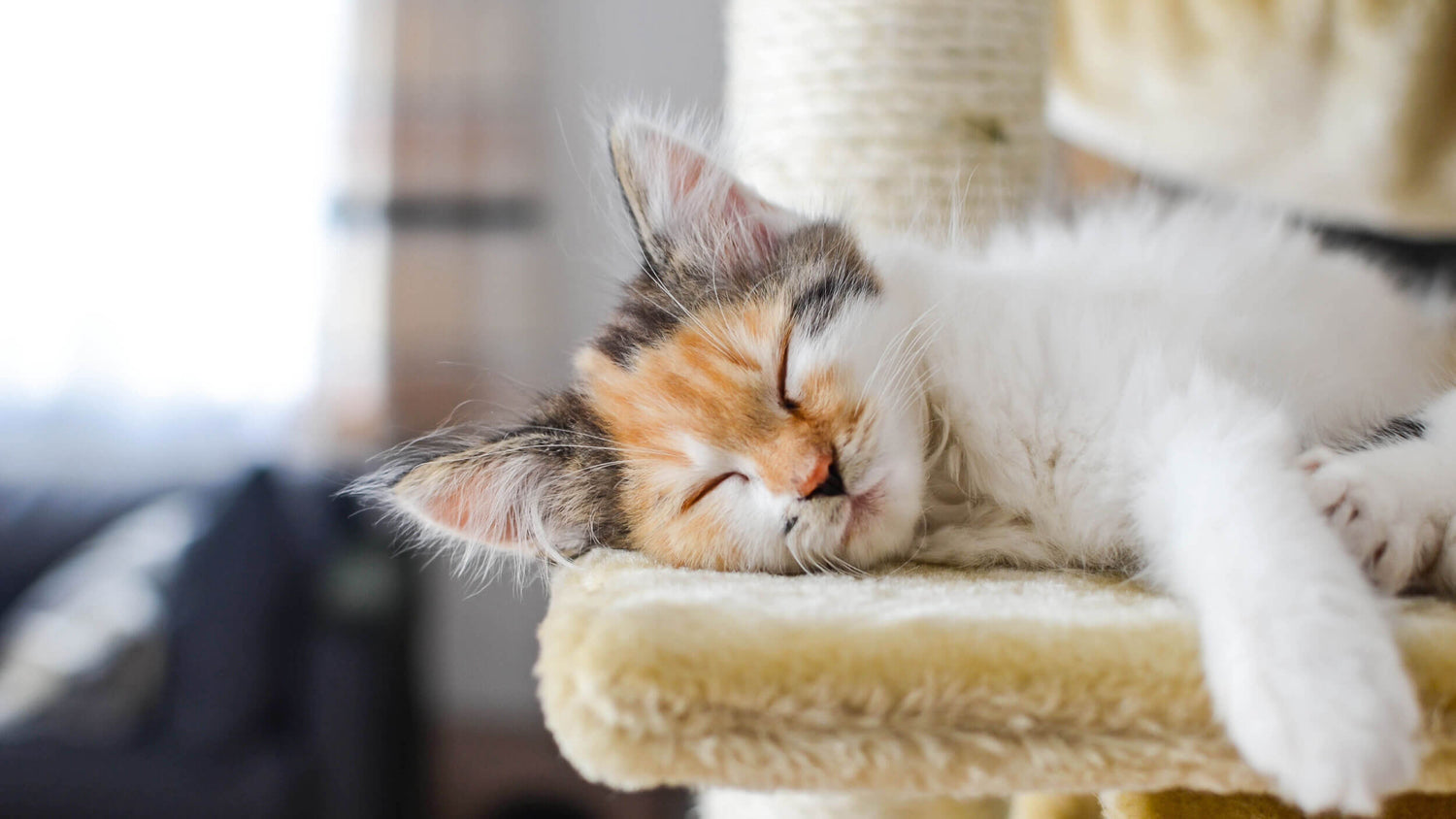 Cat Accessories