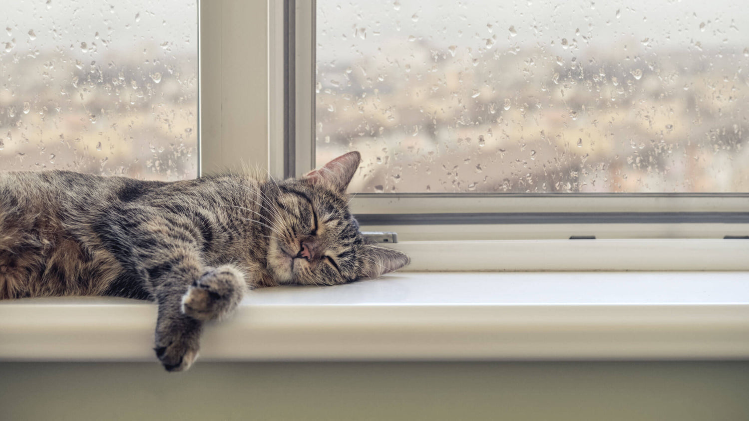 Intestinal Hygiene Supplements for Cats