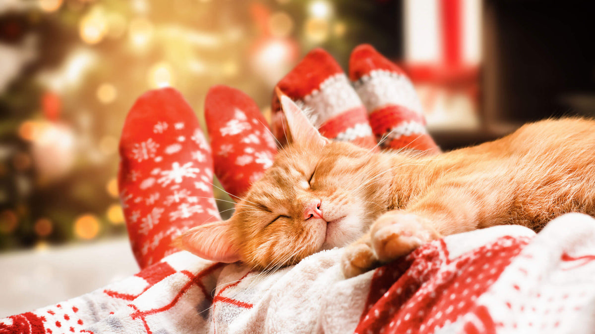 Christmas Treats for Cats