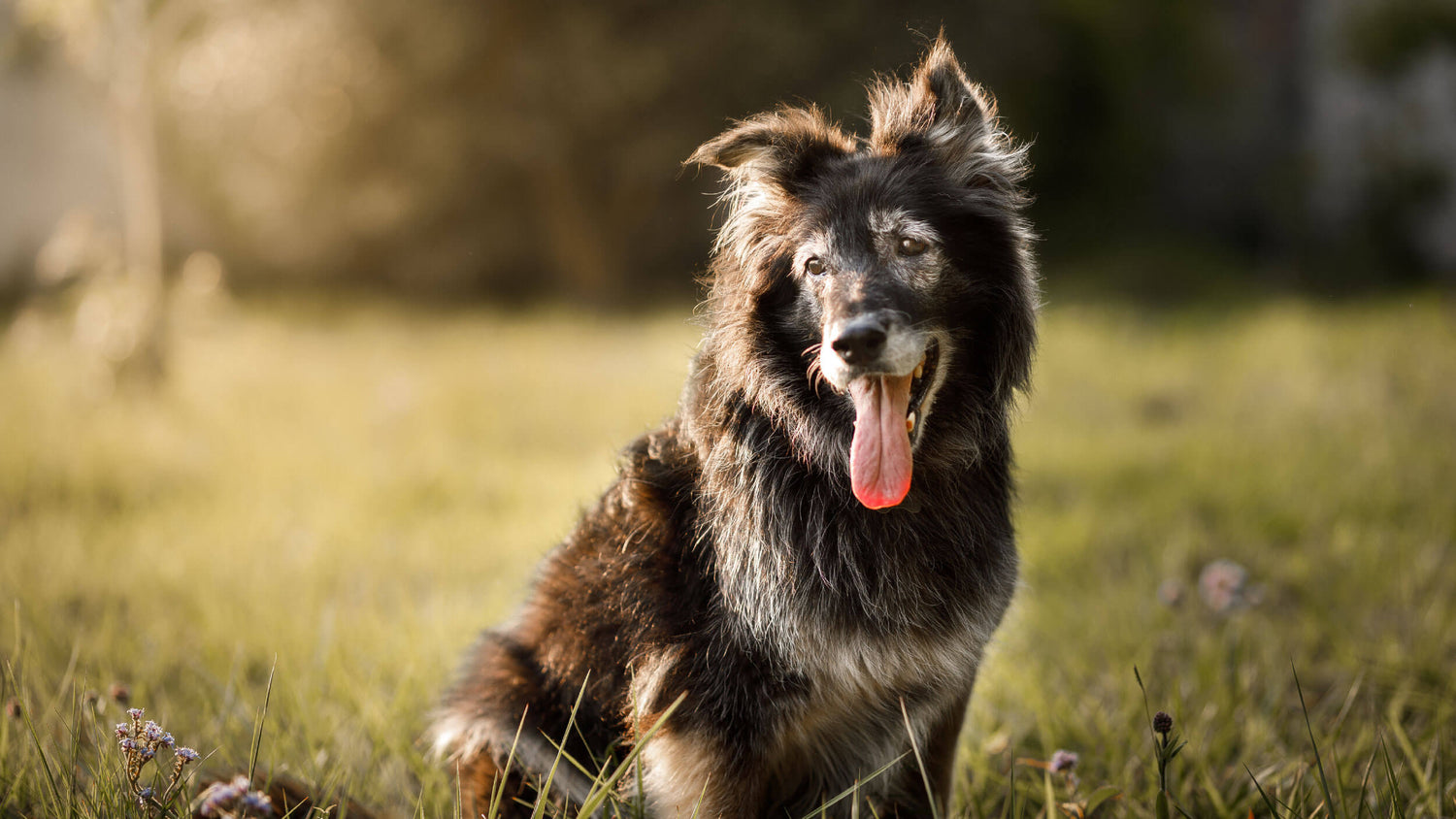 Dry Food for Senior Dogs
