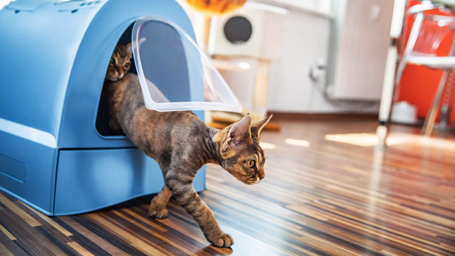 Urinary Support Cat Food
