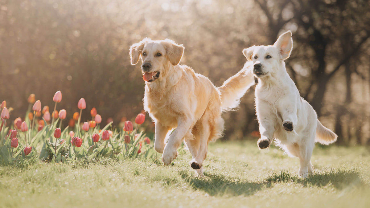 Urinary Support Supplements for Dogs