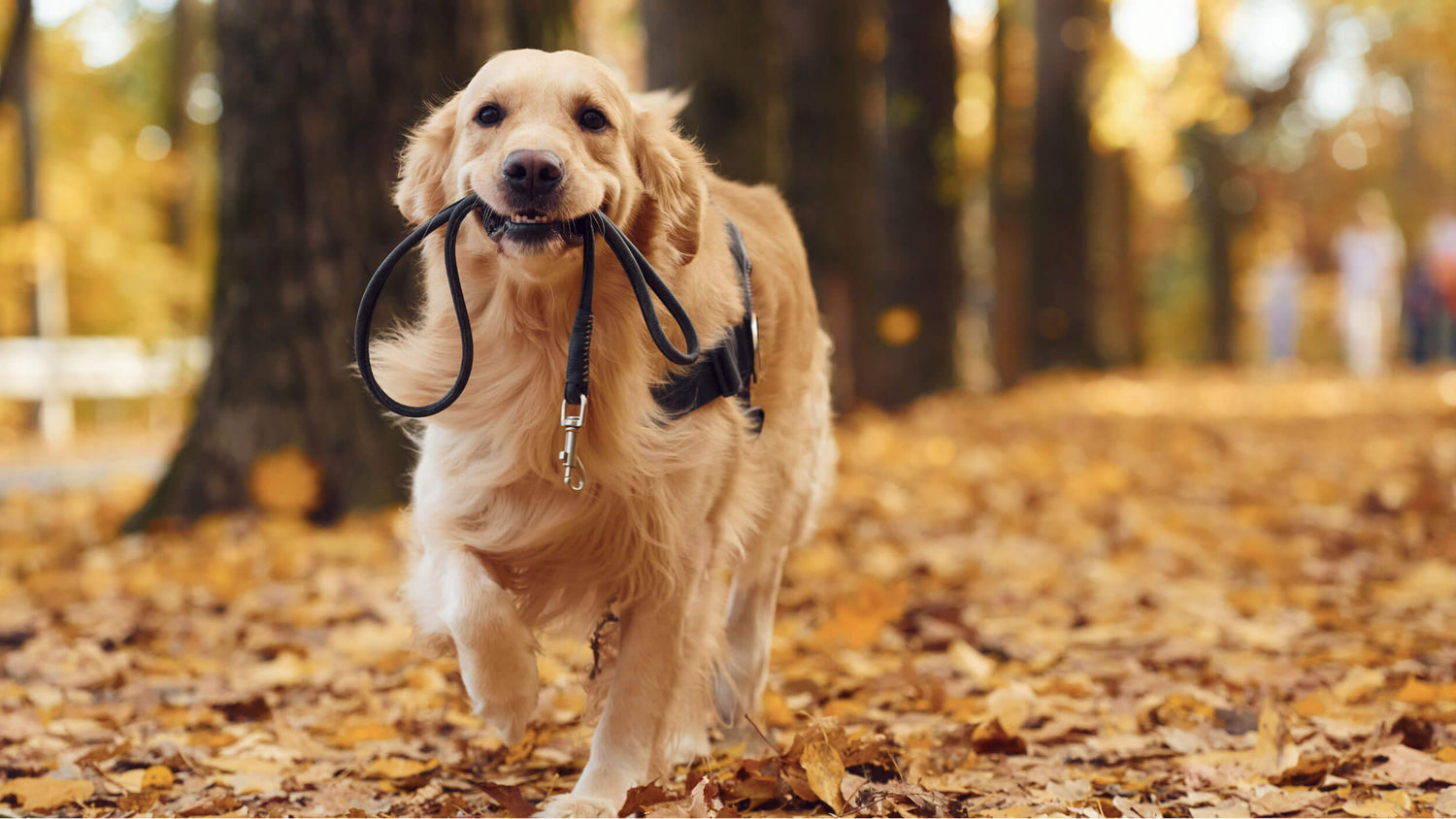 Dog Leashes, Collars & Harnesses