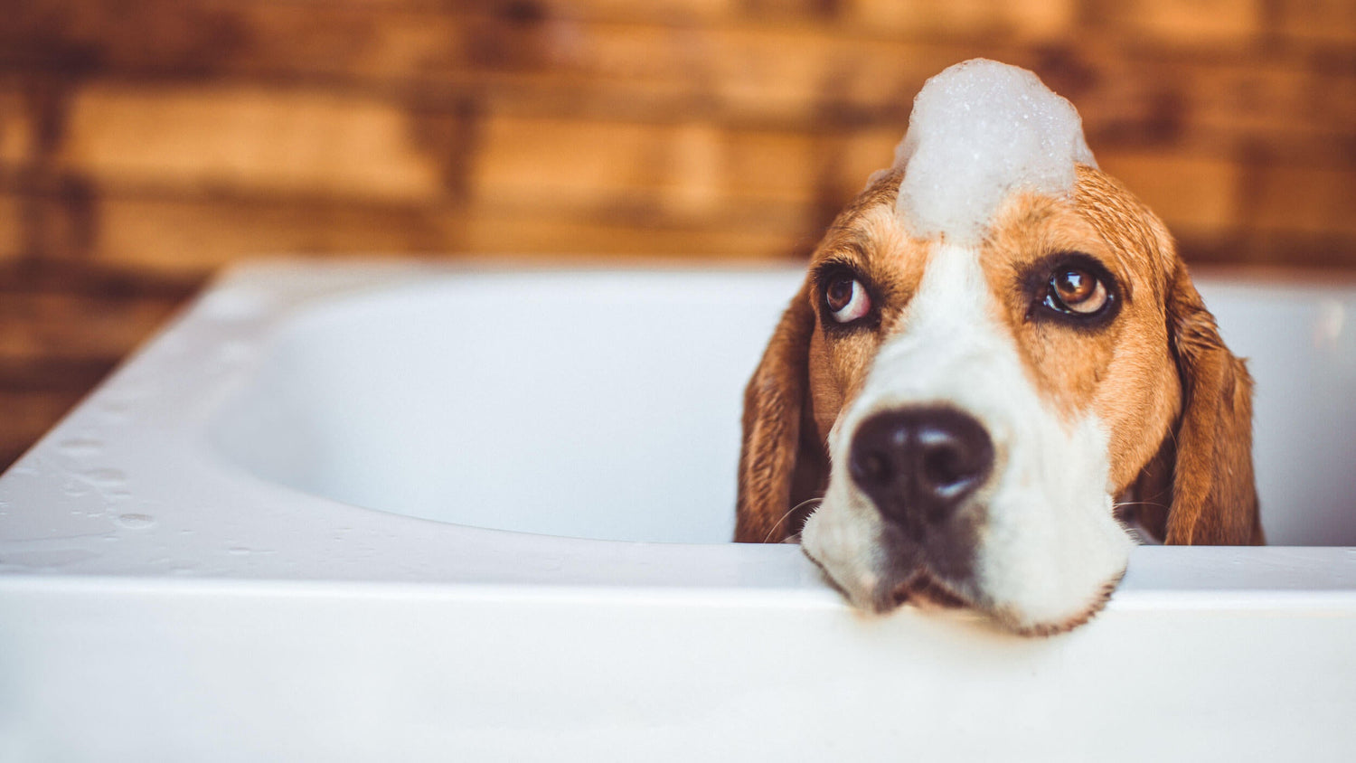 Dog Grooming Products