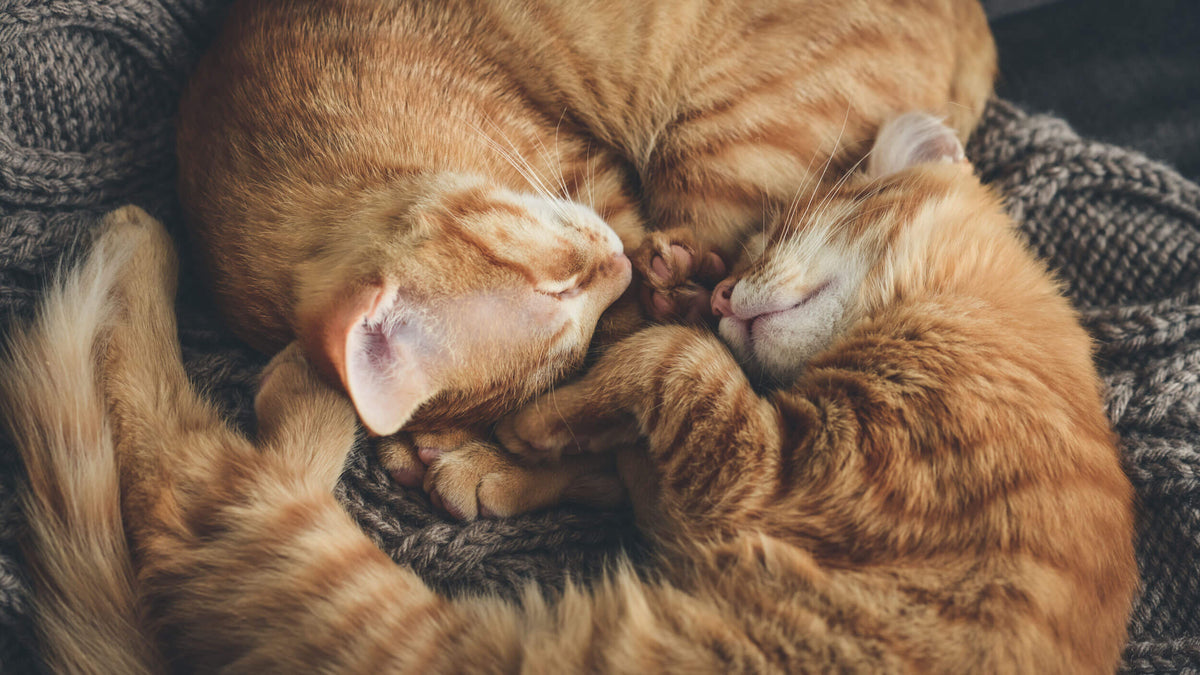 Dry Food for Kittens