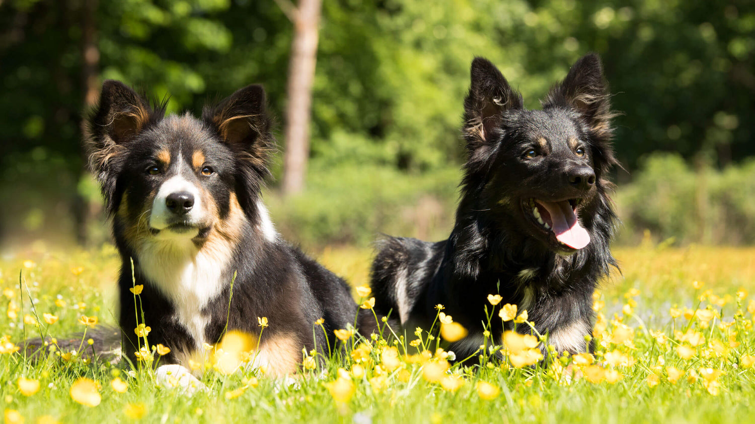 Hypoallergenic Dog Food