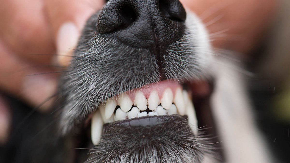 Dental Support Supplements for Dogs