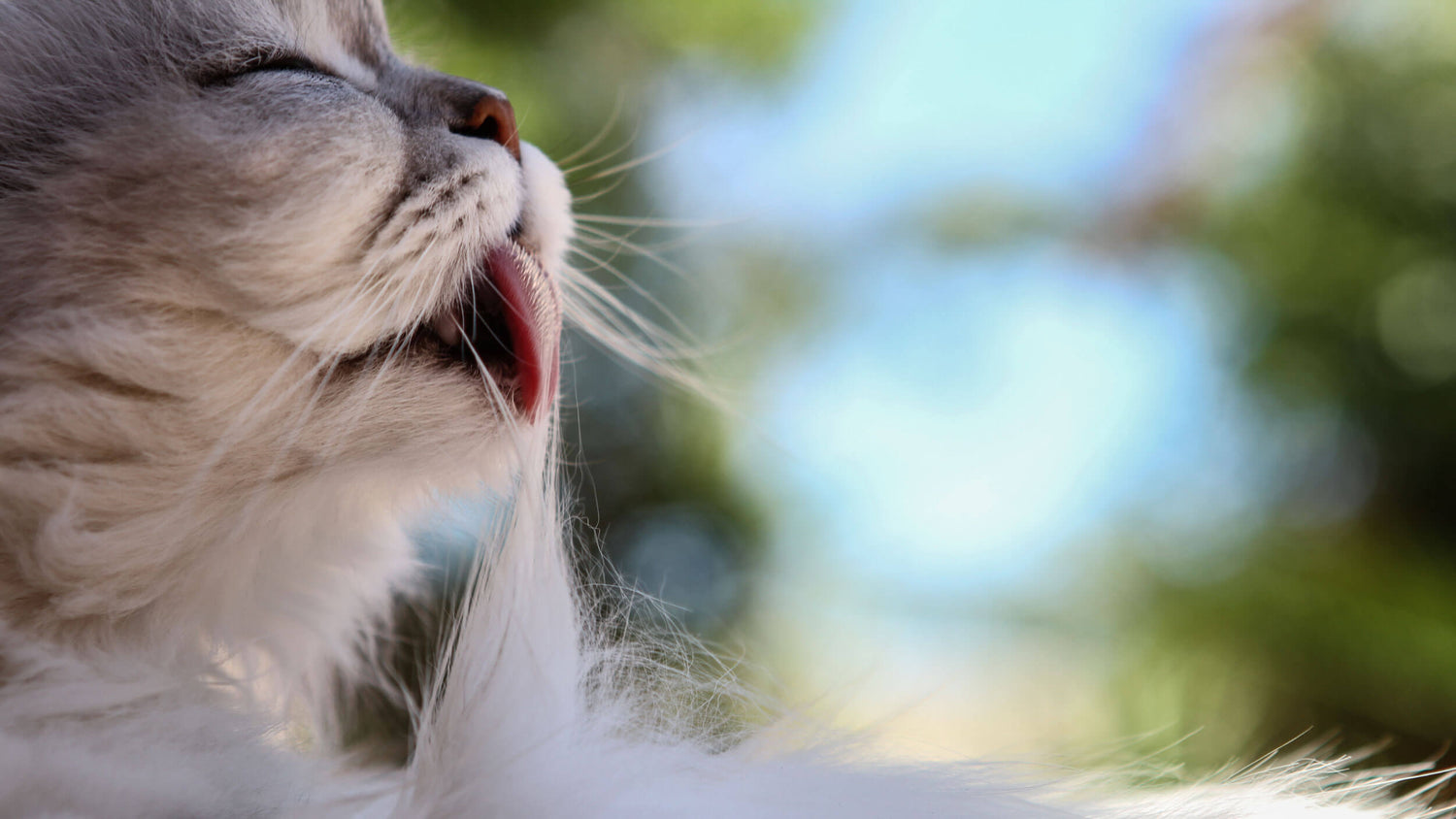 Anti-Hairball Supplements for Cats