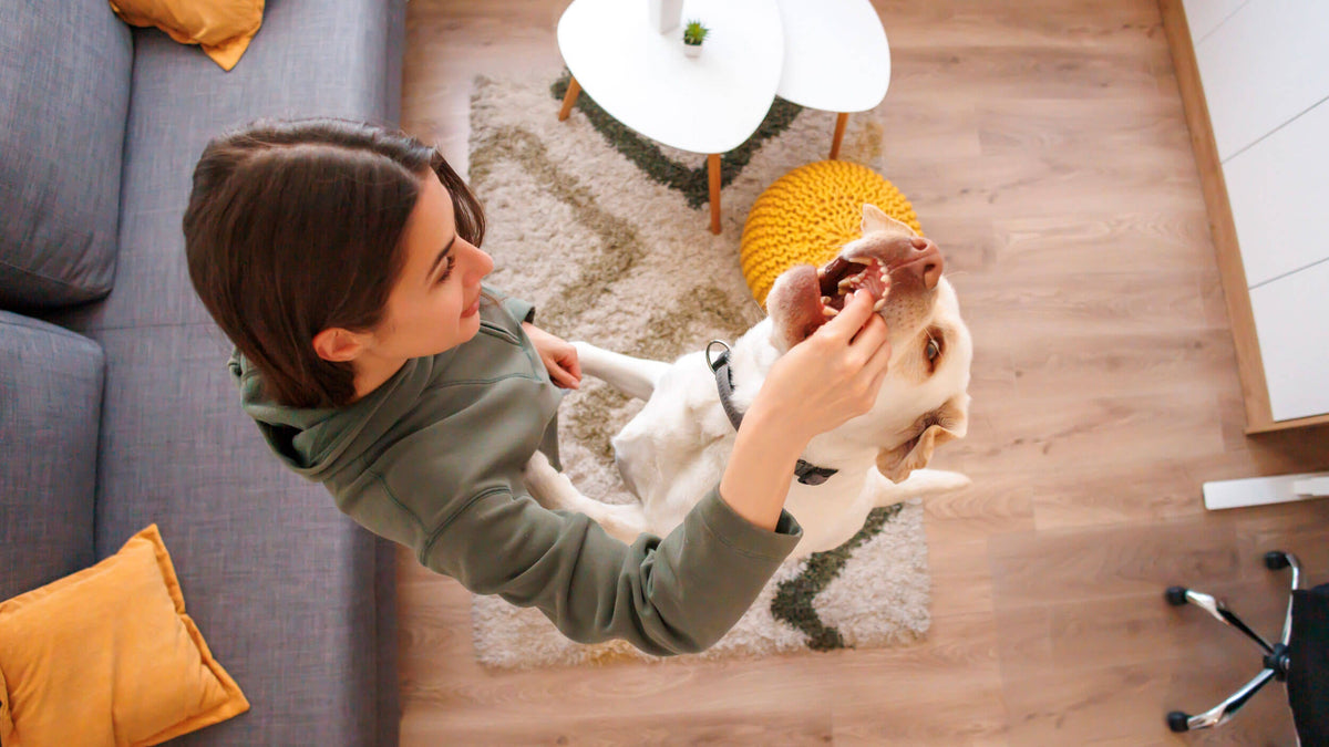 Dog Treats & Snacks