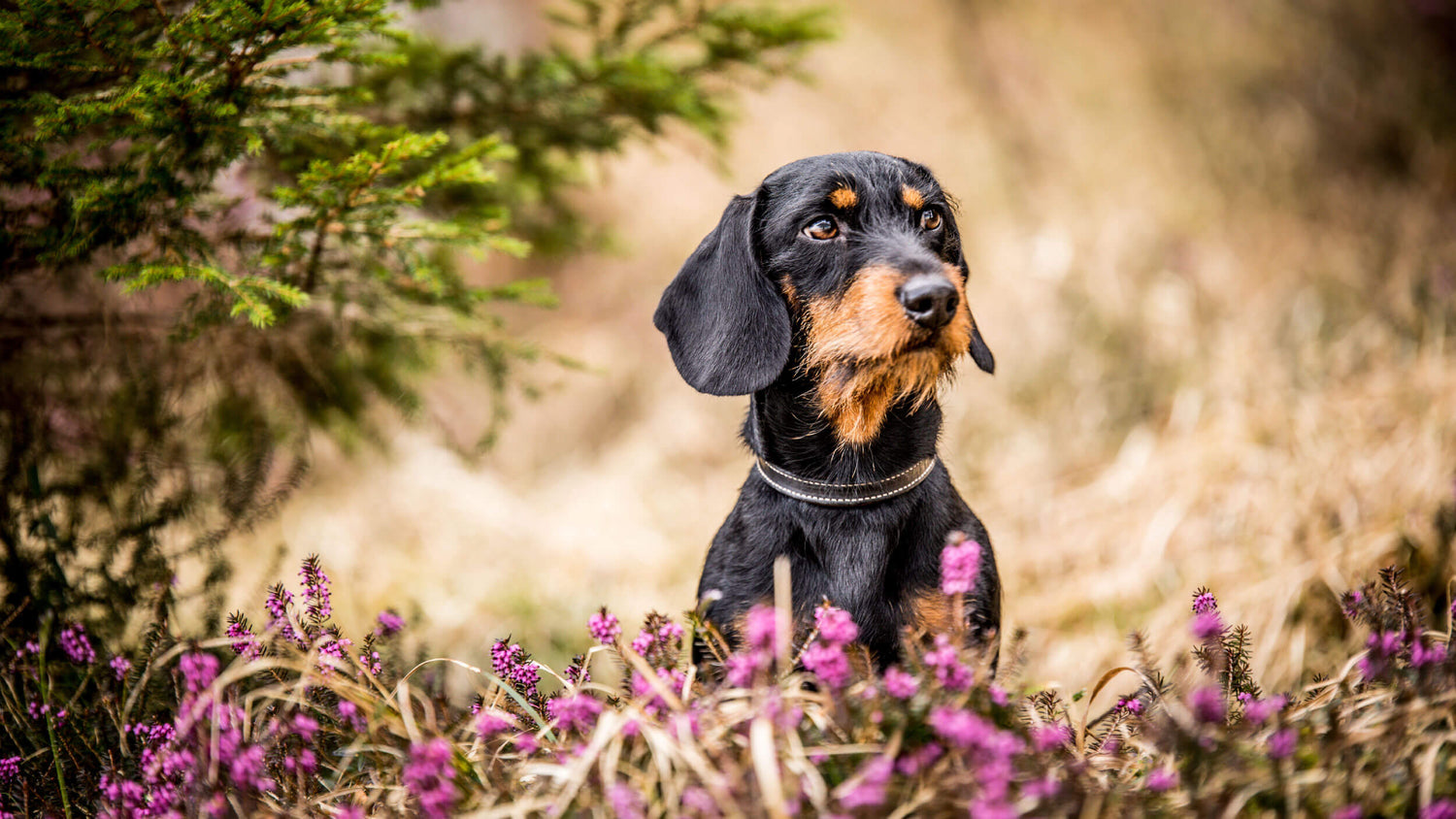 Dry Food for Adult Small Breed Dogs