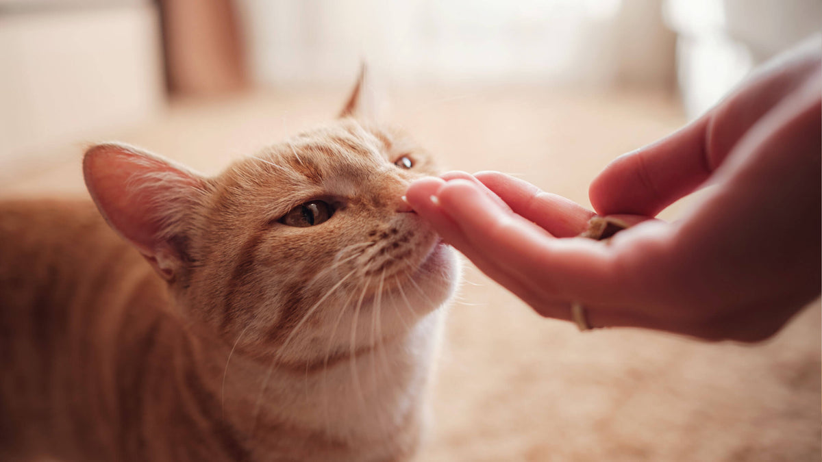 Cat Treats & Snacks