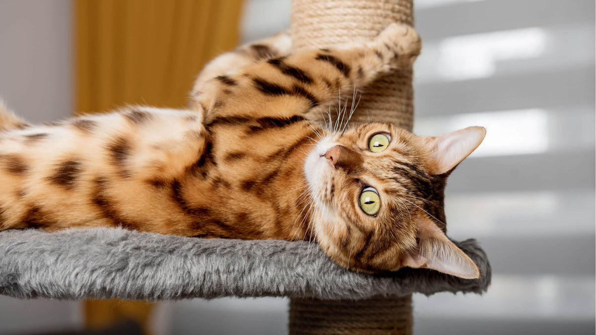Cat Scratching Boards & Posts