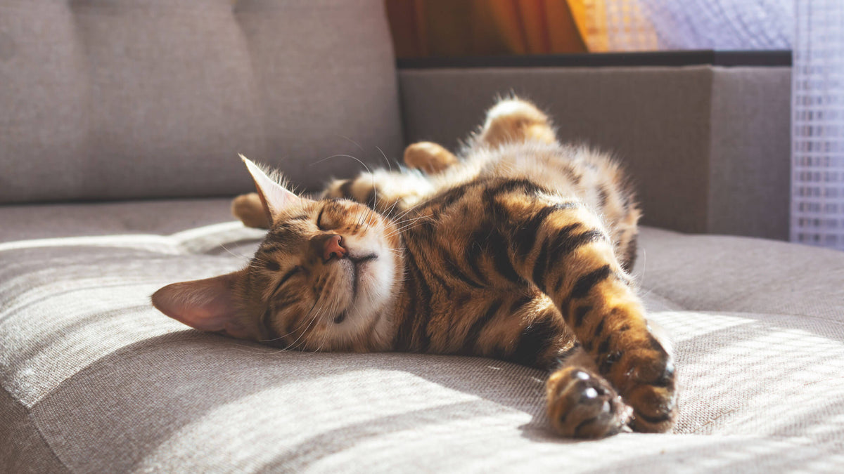 Dry Food for Sterilised Cats