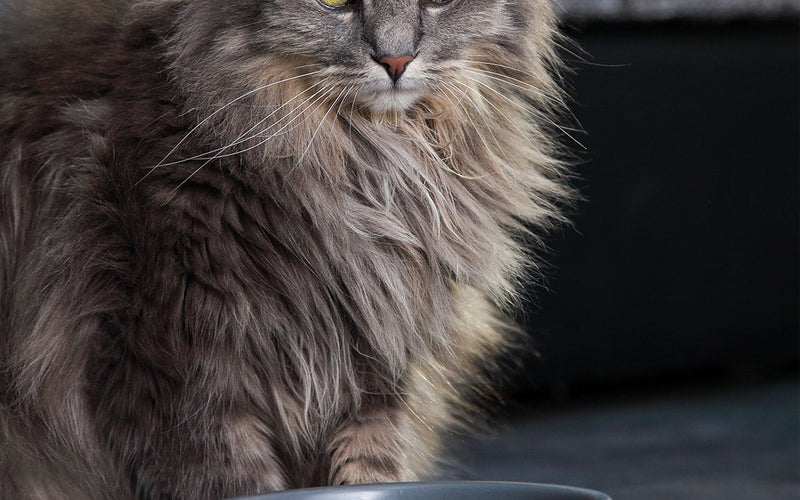 Long-haired grey tabby cat sitting patiently beside a metal food bowl