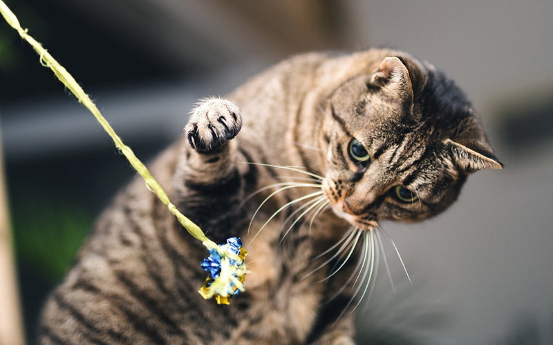 Tabby cat indoors batting at a dangling feather toy held above its head