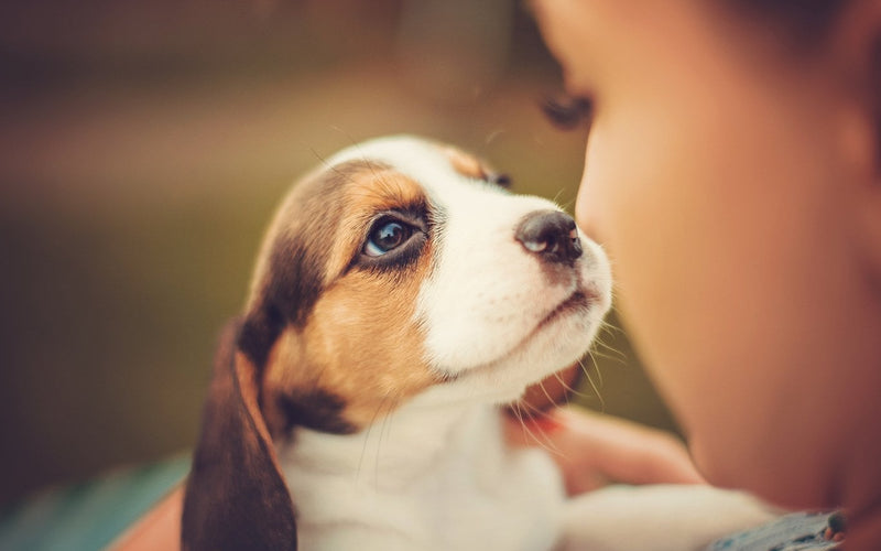 Beagle puppy held close in its owner's arms, looking hopefully upward