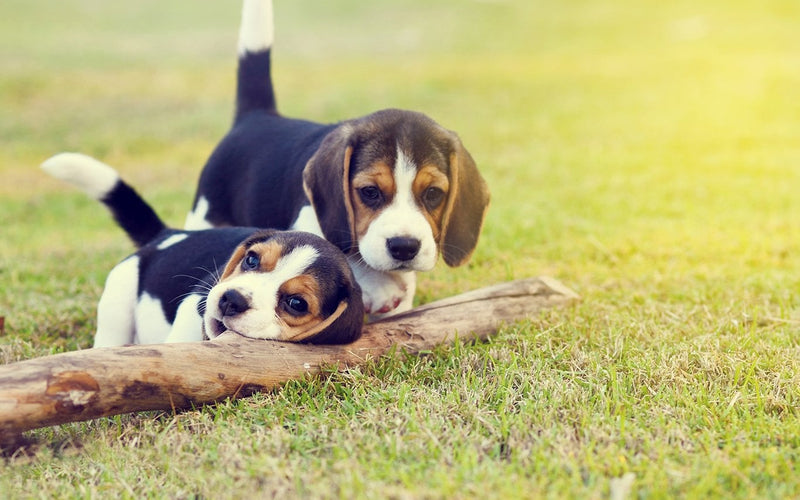 Two beagle puppies playing over a fallen log on summer grass