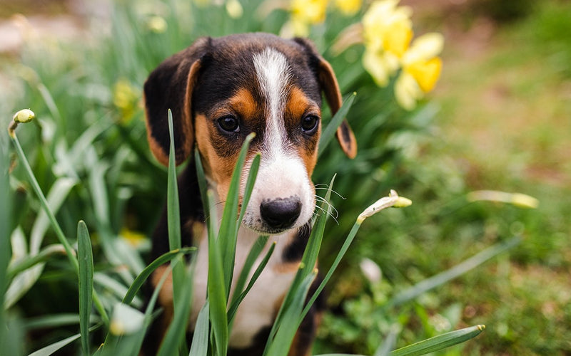 Beagle puppy standing among yellow daffodils in a spring garden