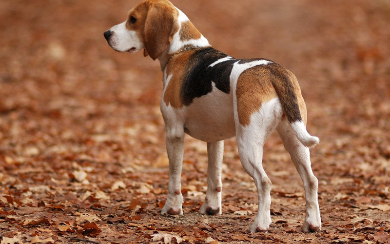 Beagle standing alert on a thick carpet of fallen autumn leaves