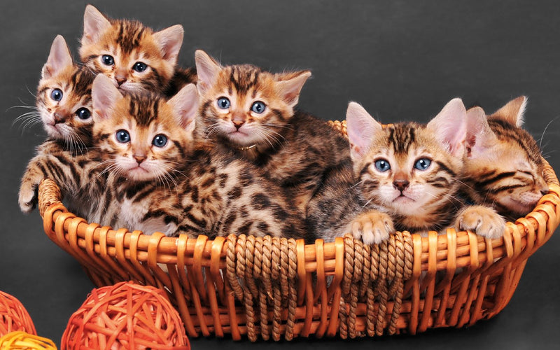 Five bengal kittens sitting together in a wicker basket with yarn balls