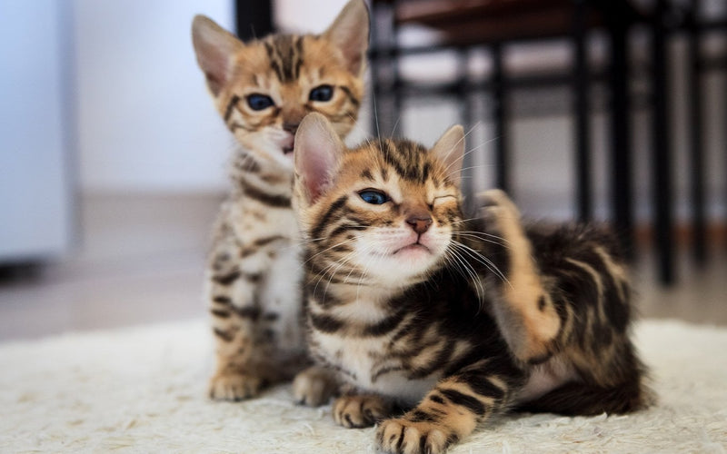 Two bengal cats lying stretched out side by side on an indoor floor