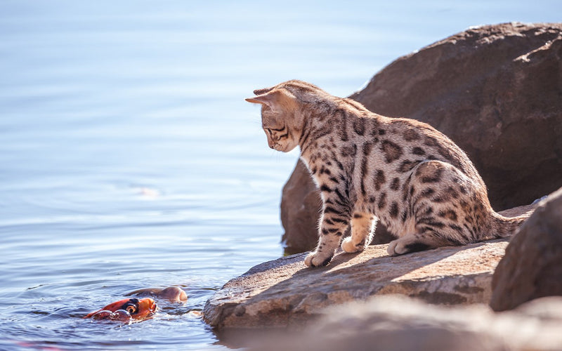 Bengal cat perched on a rock at the edge of a still mountain lake