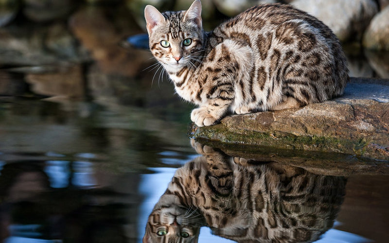 Bengal cat crouched over calm water with its reflection below