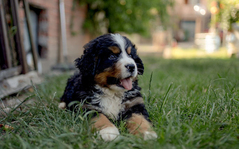 Bernese mountain dog puppy lying on the grass in a summer garden