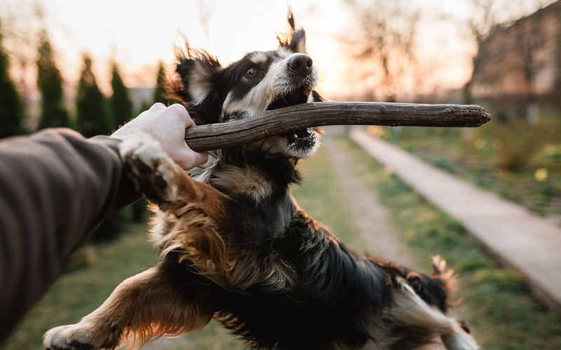 Bernese mountain dog stretching along a garden path at sunset