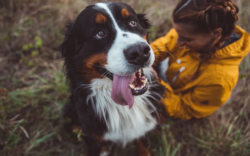 Child in a yellow raincoat hugging a bernese mountain dog outdoors