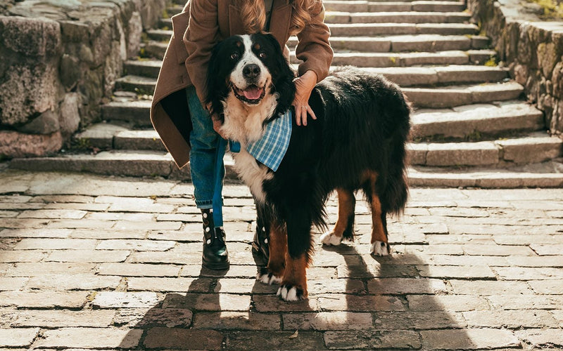 Owner walking a bernese mountain dog down a flight of stone steps