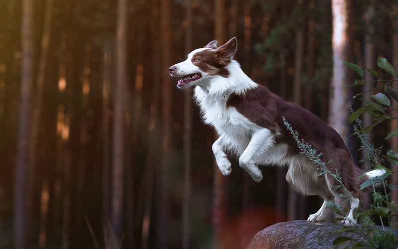 Border collie leaping down from the top rail of a wooden fence