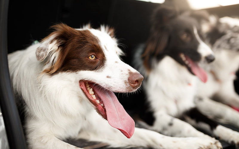 Two border collies lying together, the nearer one panting happily