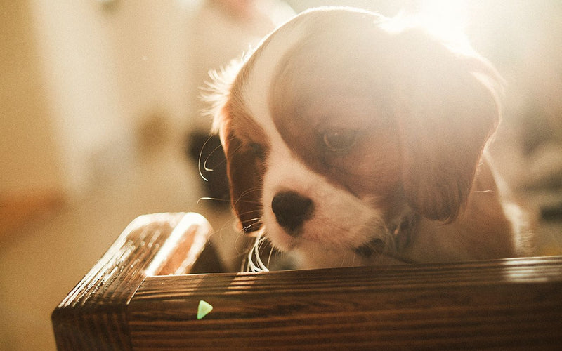 Cavalier king charles spaniel puppy peering into a wooden box, backlit