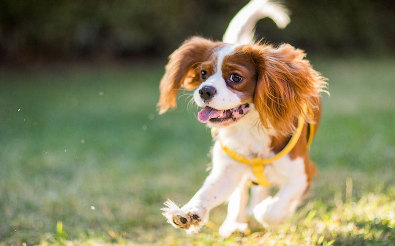 Cavalier king charles spaniel in a yellow bandana running on grass