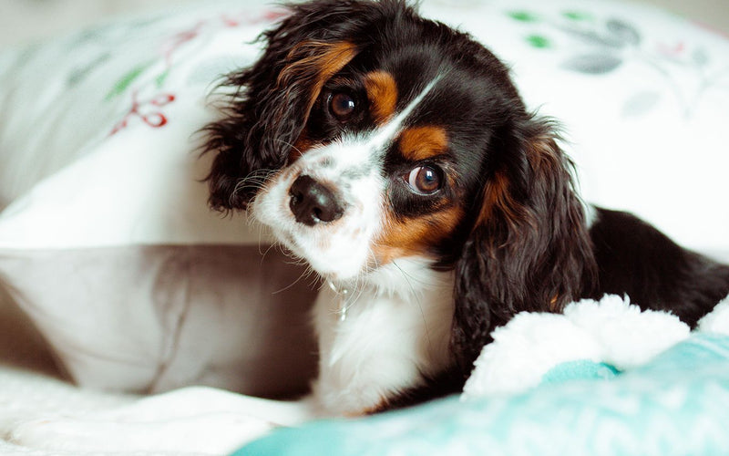 Tricolour cavalier king charles spaniel lying on a floral pet bed