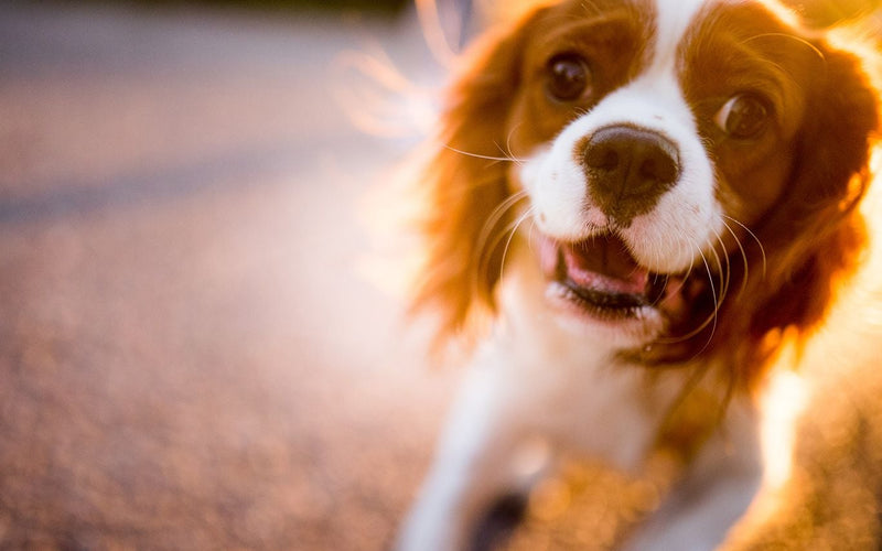 Blenheim cavalier king charles spaniel in a backlit close-up portrait