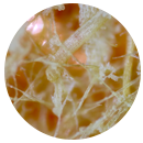 Microscopic view of natural plant cellulose fibers used in husse pet food to support healthy digestion for your cat or dog.