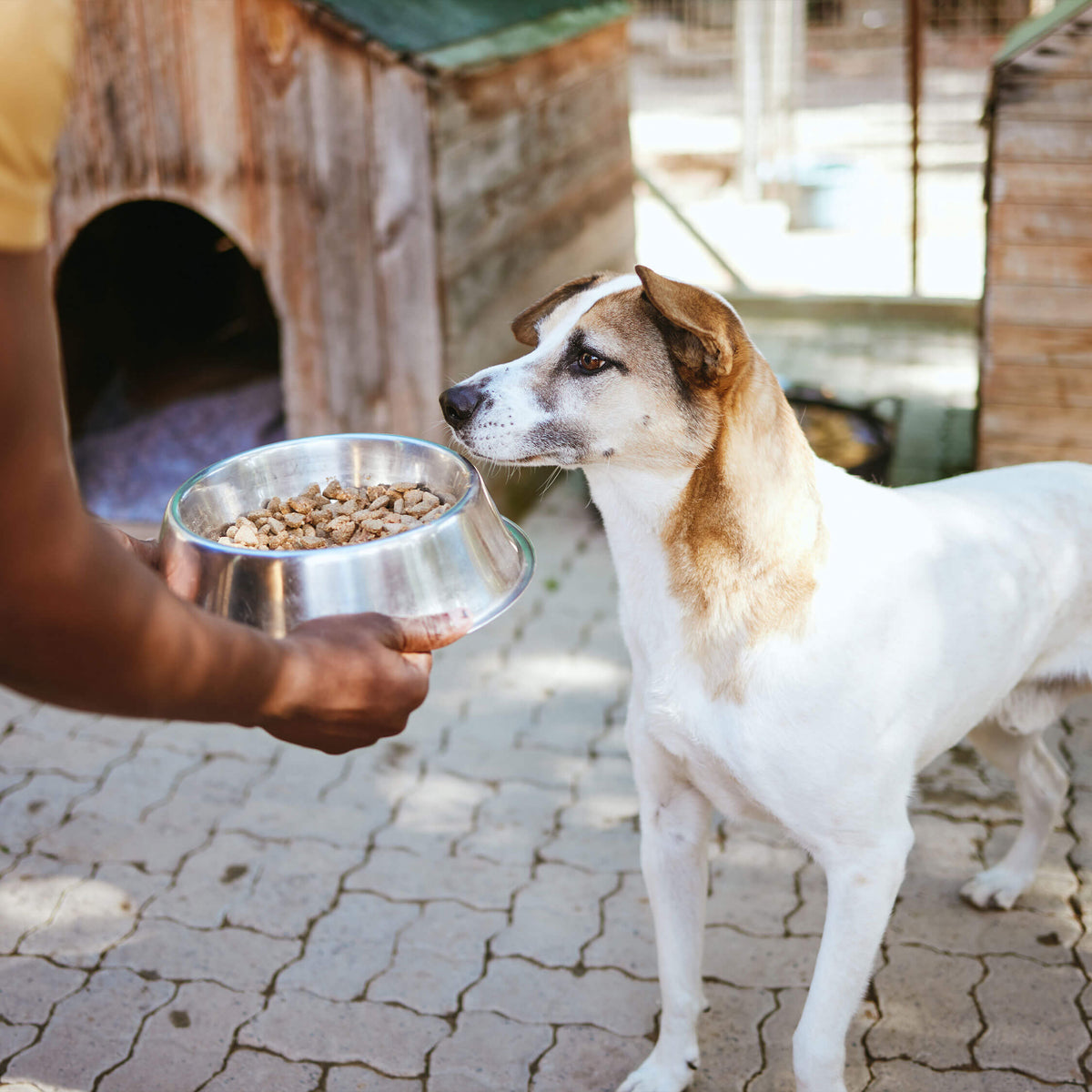 Volunteer feeding a shelter dog from a Husse monthly food donation